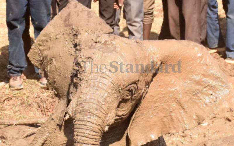 by villagers and KWS rangers who dug them...