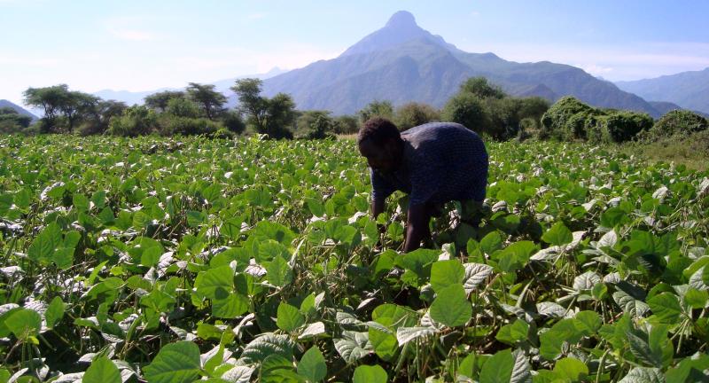 West Pokot Governor Lonyangapuo pushes for drought-resistant crops
