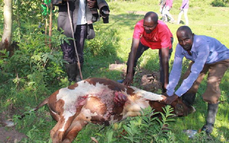 Who has a beef with cattle in southern Nyanza and why?