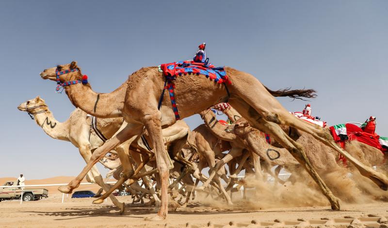 Who knew camels could outrun humans?
