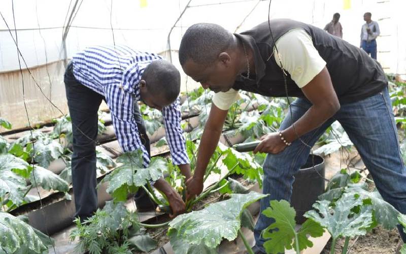 Why agriculture remains unattractive to youth - Heifer report