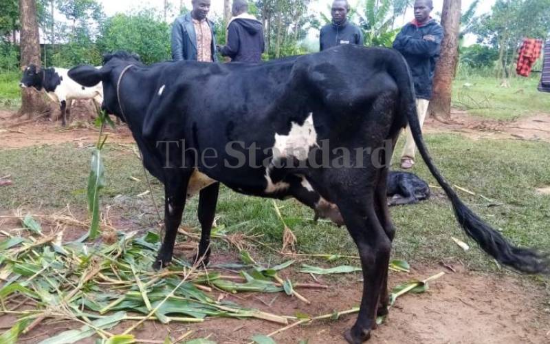 A calf in Kakamega has left locals tongue-tied