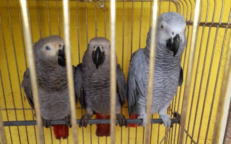You will have to pay Sh12,000 to register a parrot