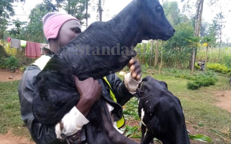 Calf born with only two legs in Kakamega 