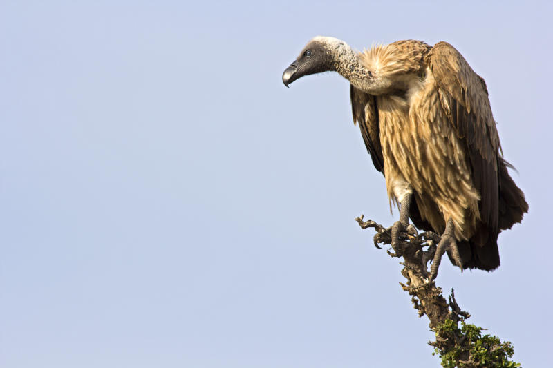 Birds of prey in top list of species that are threatened by extinction