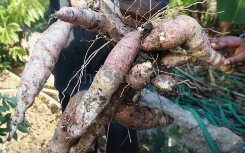 Cassava farmers in Busia count losses as plant lies idle