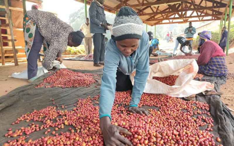 Coffee farmers reap big from first direct export to South Korea