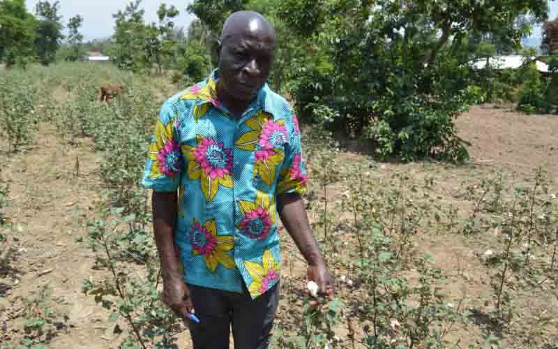 Despair reigns in cotton belt of Western Kenya