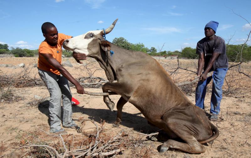 Drought as an explanation for famine at Africa's Horn and Sahel