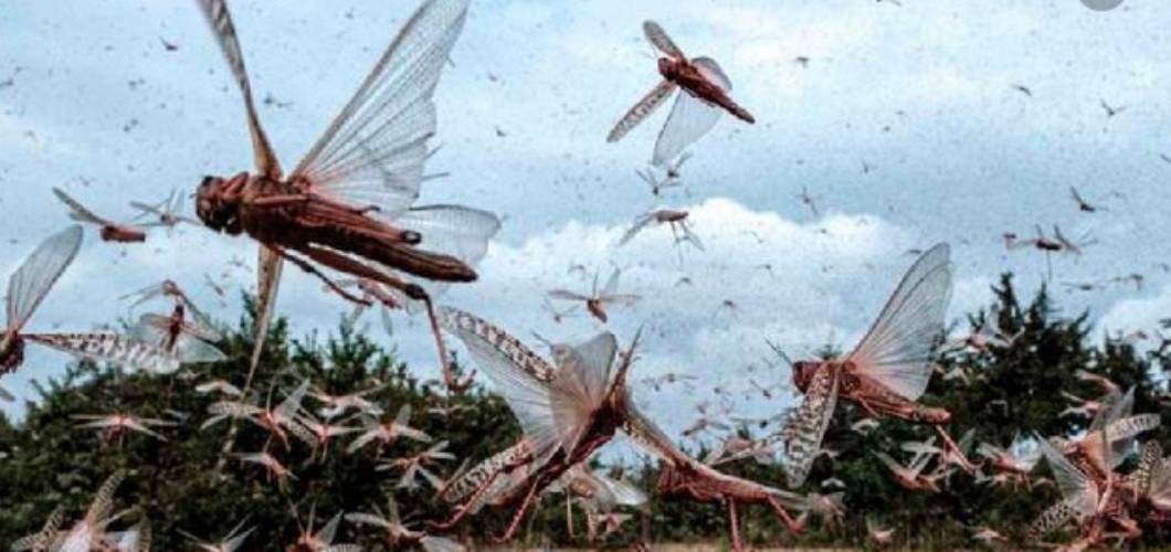 Experts: How to manage desert locusts