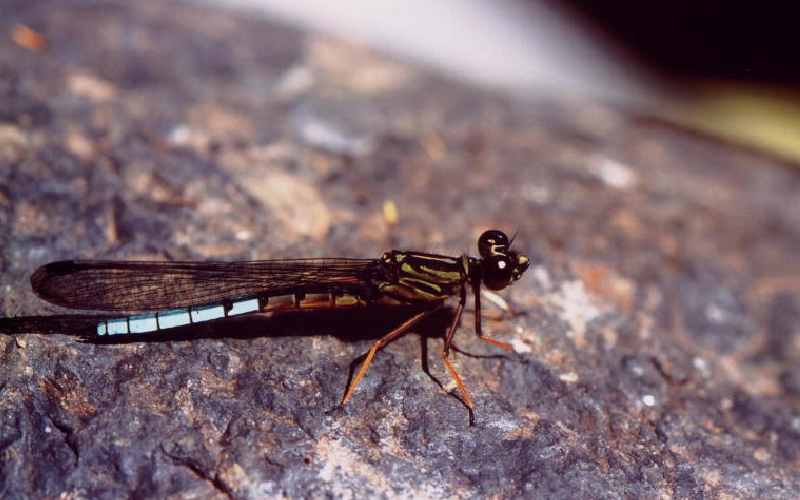 Fears of damselflies and dragonflies becoming extinct as waters recede