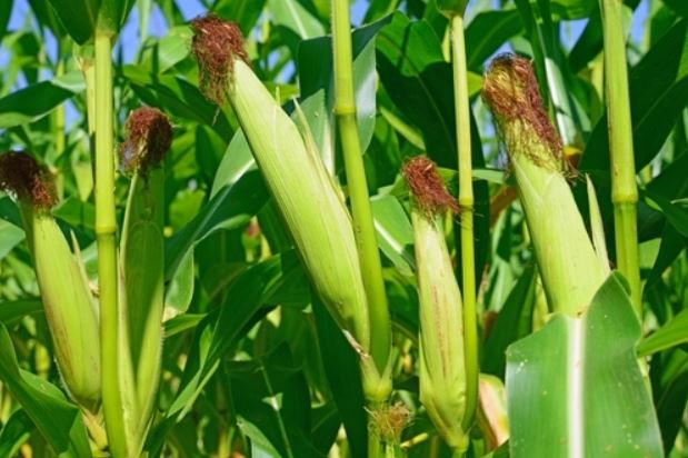 Fears of maize shortage rise as rains delay crop harvest