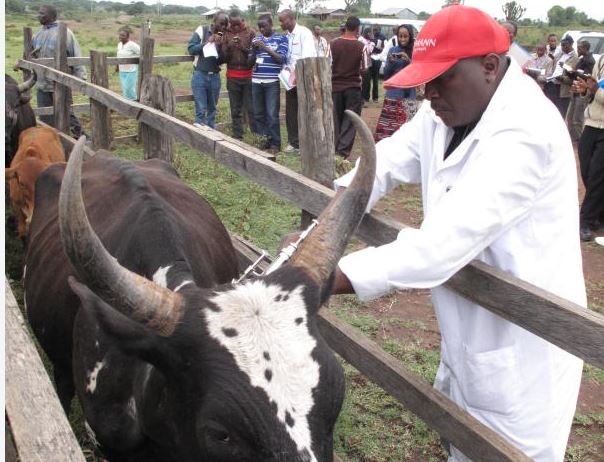 A government veterinarian vaccinates livestock in Naivasha following an