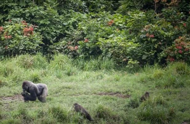 Gabon paid for protecting forests, in African first