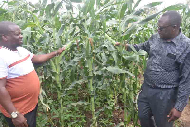 Good harvest expected in parts of Kilifi amid biting drought