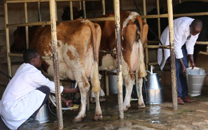 Government should save dairy sector threatened by the coronavirus