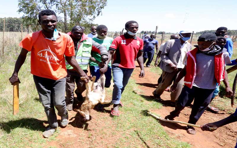 Governor Mandago should save residents from killer stray dogs