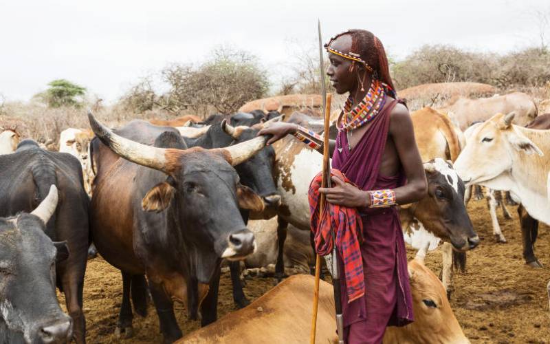 Herders need urgent aid to avoid a hunger crisis 