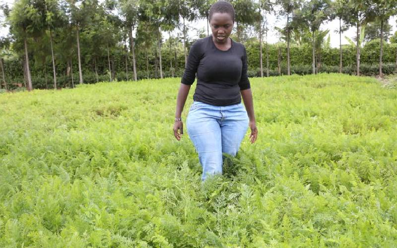 How to make farming attractive to youth