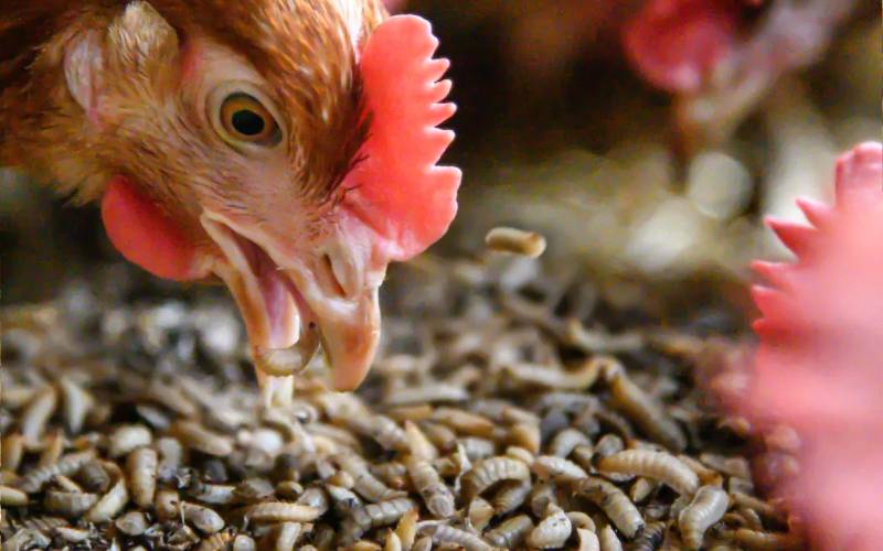 How to make mealworms as chicken feed