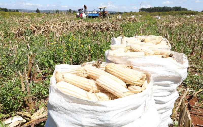 Kenya backtracks on maize import ban as traders protest