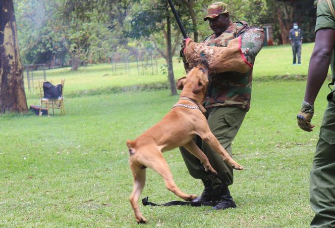 KFS adopts canine security in enhancing forest protection
