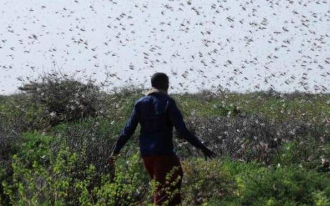 Locust invasion threatens food security in zone, says Mandera County ...