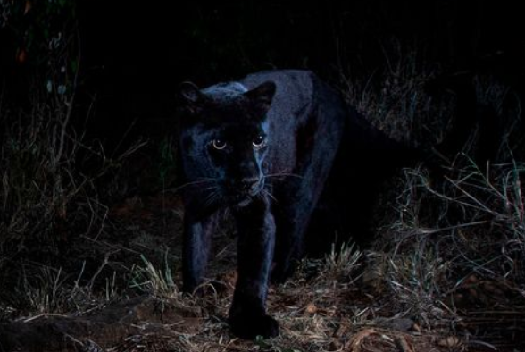 Rare black leopard spotted in Laikipia for first time - The Standard