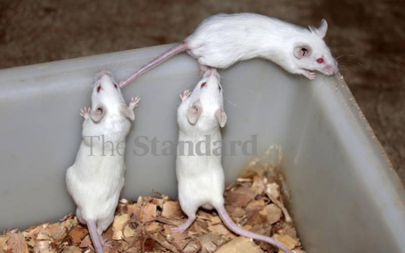 The 'guardian rats' of Kenya - The Standard Health