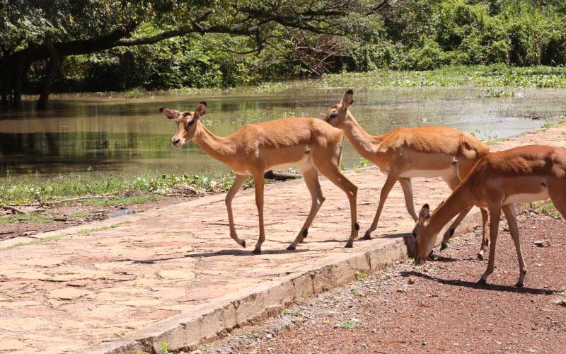 Swelling lake worsens human-wildlife conflict - The Standard
