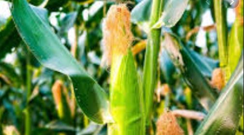 New tech to boost maize yields and sustainability in western Kenya