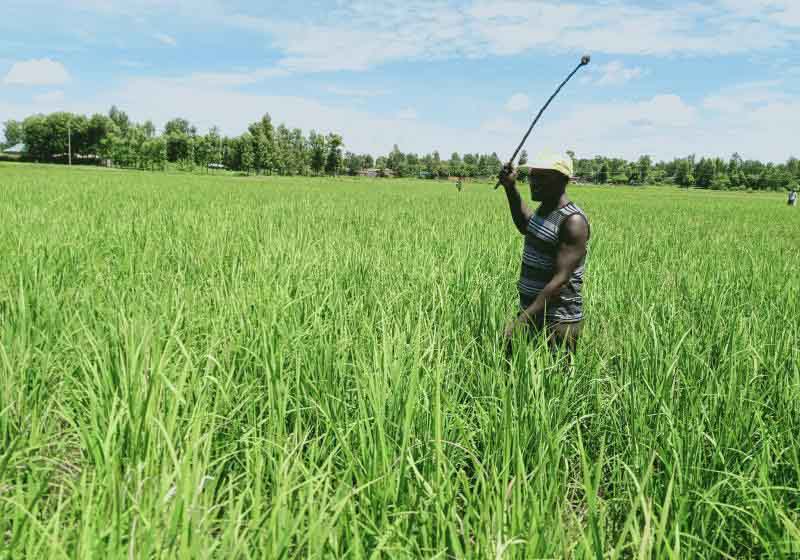 New variety to triple production of rice and raise farmers' income