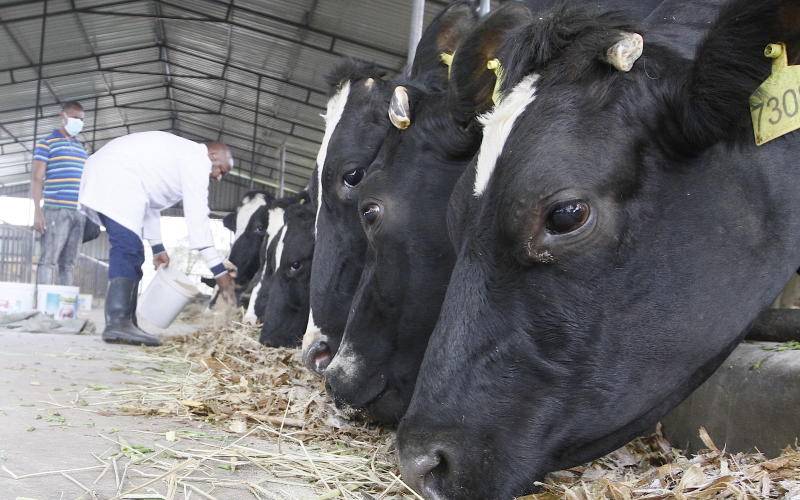How to feed dairy cows for more milk - FarmKenya Initiative