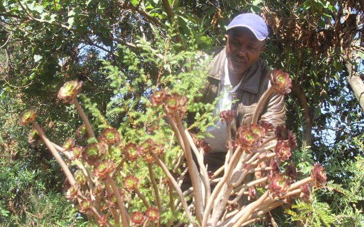 Nyandarua farmers are growing money on trees