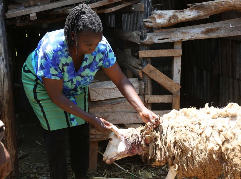 Nyeri farmer loses four sheep after wild animal night attack