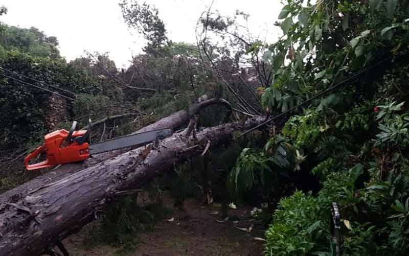 Parts of Nairobi in darkness as tree falls on power line