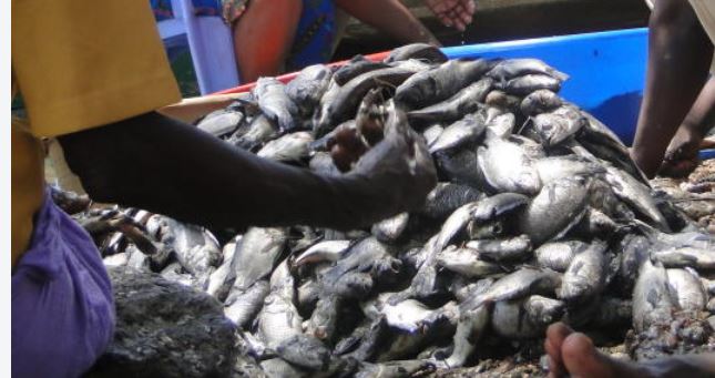 Kemfri Probes Mysterious Deaths Of Fish In Lake Victoria The Standard