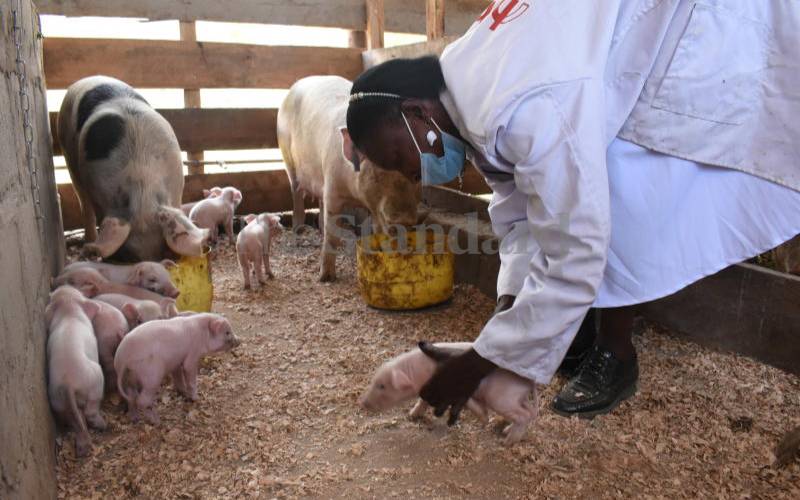 Pig farmers cry foul over lack of market and rising prices of feeds