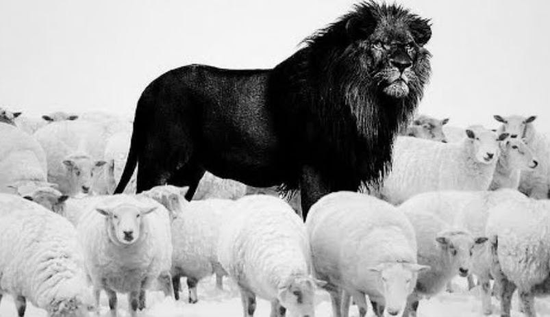 Sheep don’t run with lions