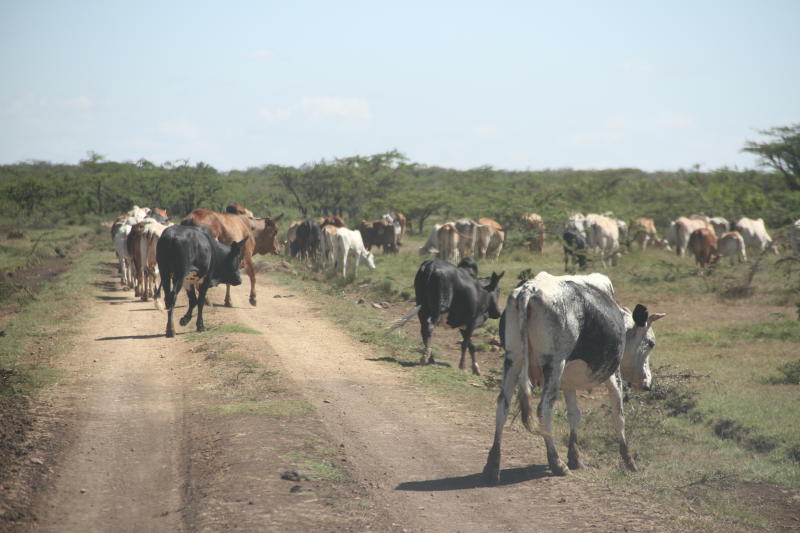 State impounds 400 cattle that invaded private farmlands in Laikipia