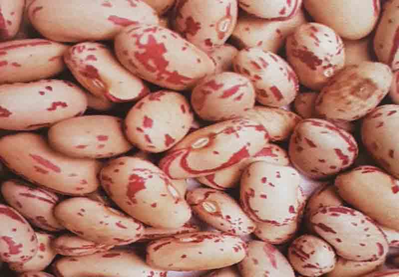 Technology is helping to greatly reduce post-harvest bean losses