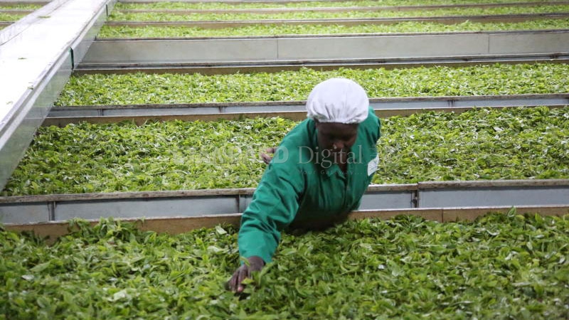 Arbitrary wage rise is bad for tea sector
