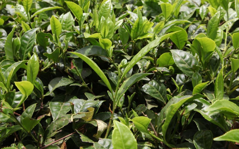 Drought ups losses for tea plantations