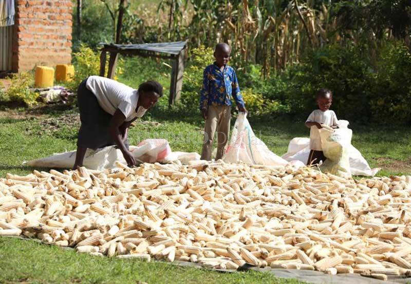 Farmers decry delay in payment of Sh3.5b for maize deliveries