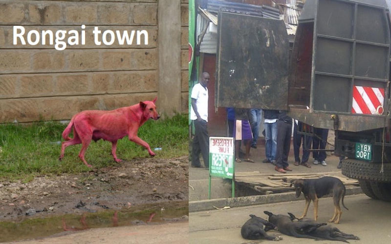 Kanjo has requested for guns, bullets to kill stray dogs