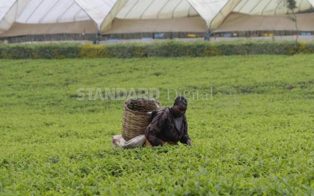 Lesotho to buy Kenyan tea