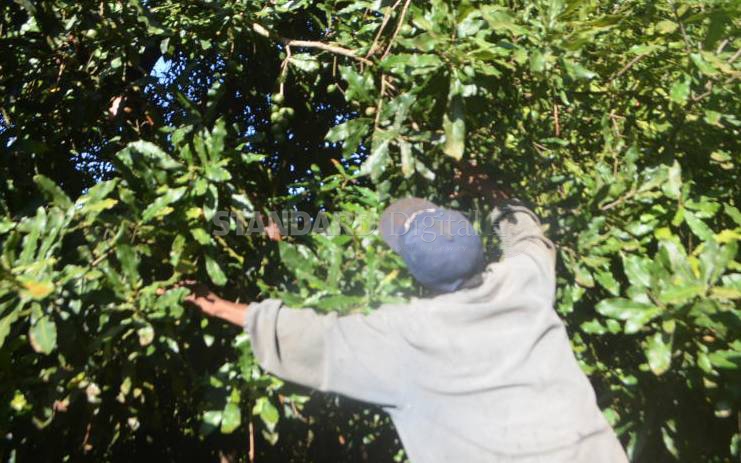 Macadamia farmers to be registered