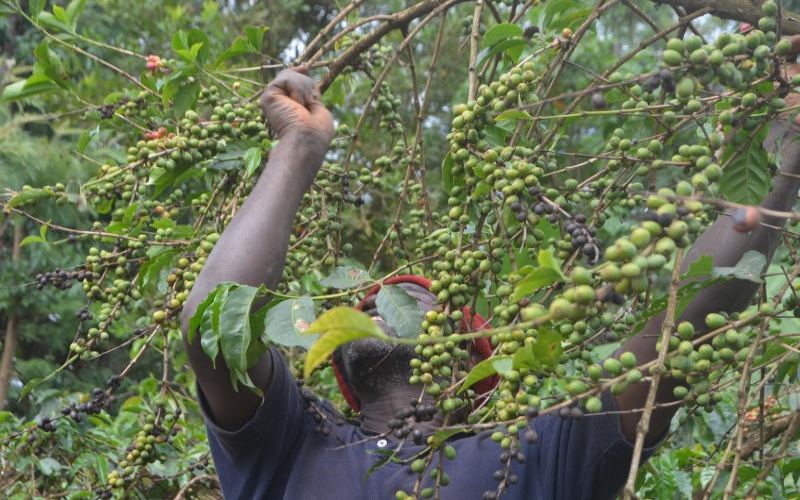New coffee laws leave farmers a bitter lot FarmKenya Initiative