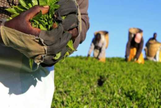 Tea pickers' demands should not be allowed to kill this vital sector