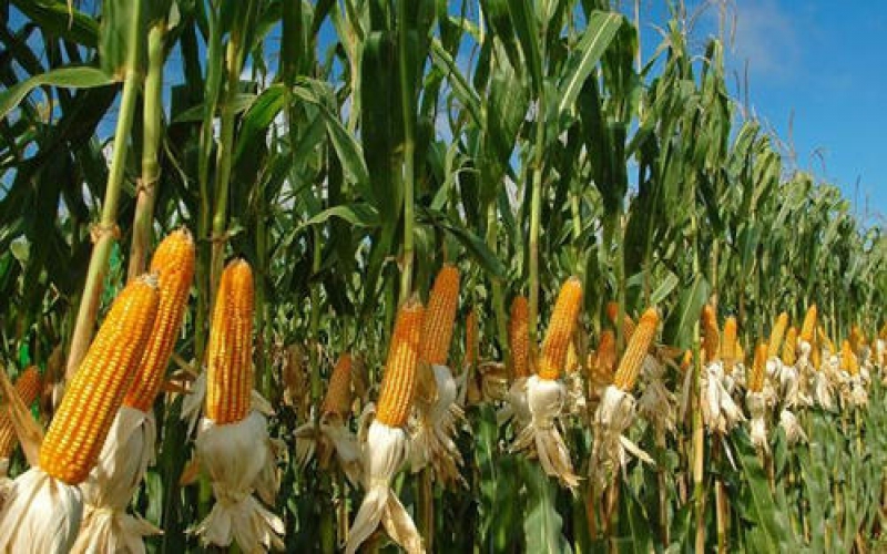 Prompt payment forces Maize Farmers to ditch NCPB 